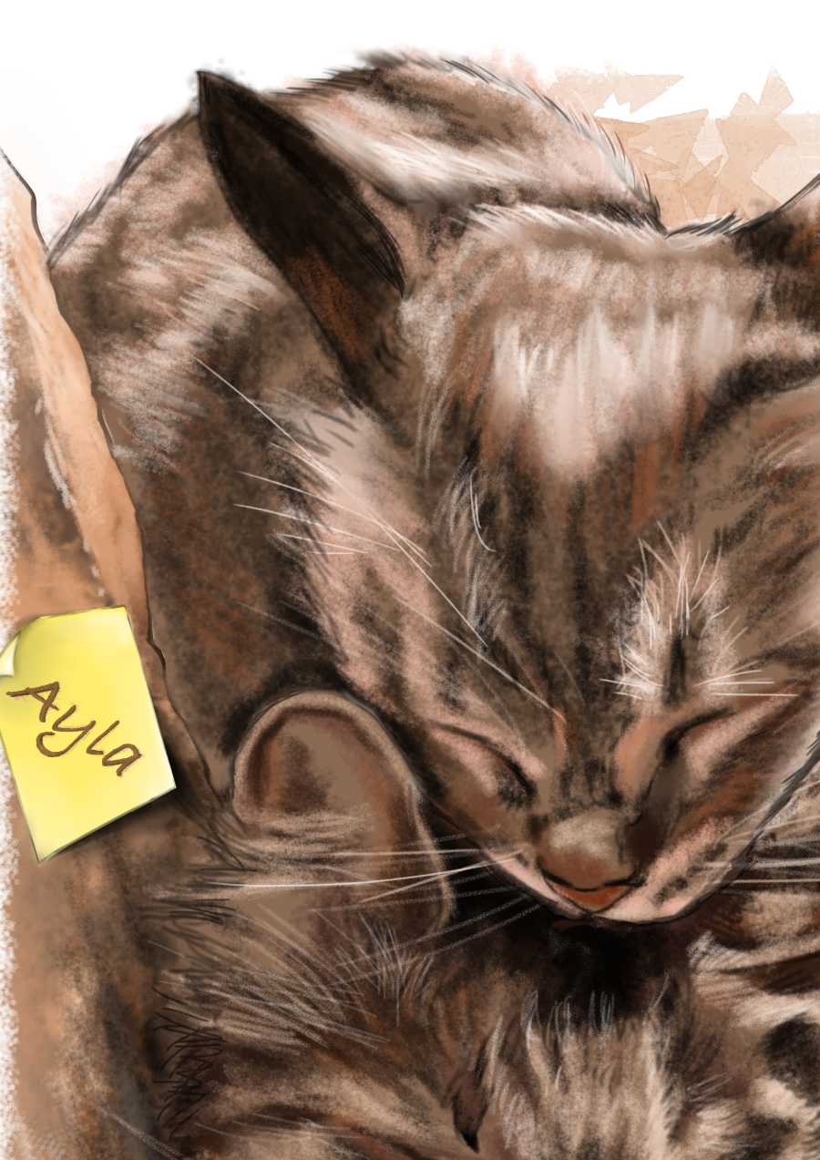 Detalle 3 Ilustración de dos preciosas gatas. Durmiendo una encima de la otra