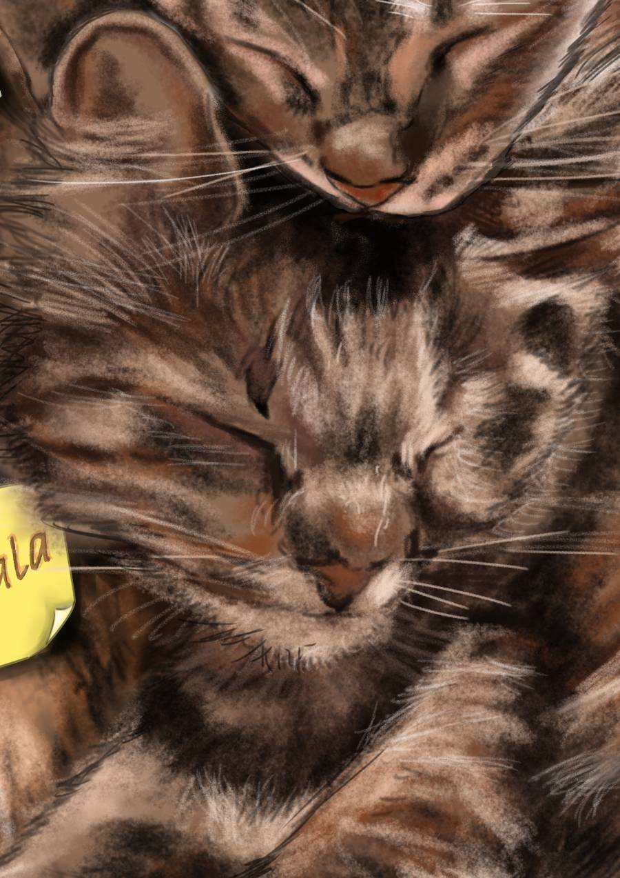 Detalle 3 Dibujo de dos gatos durmiendo